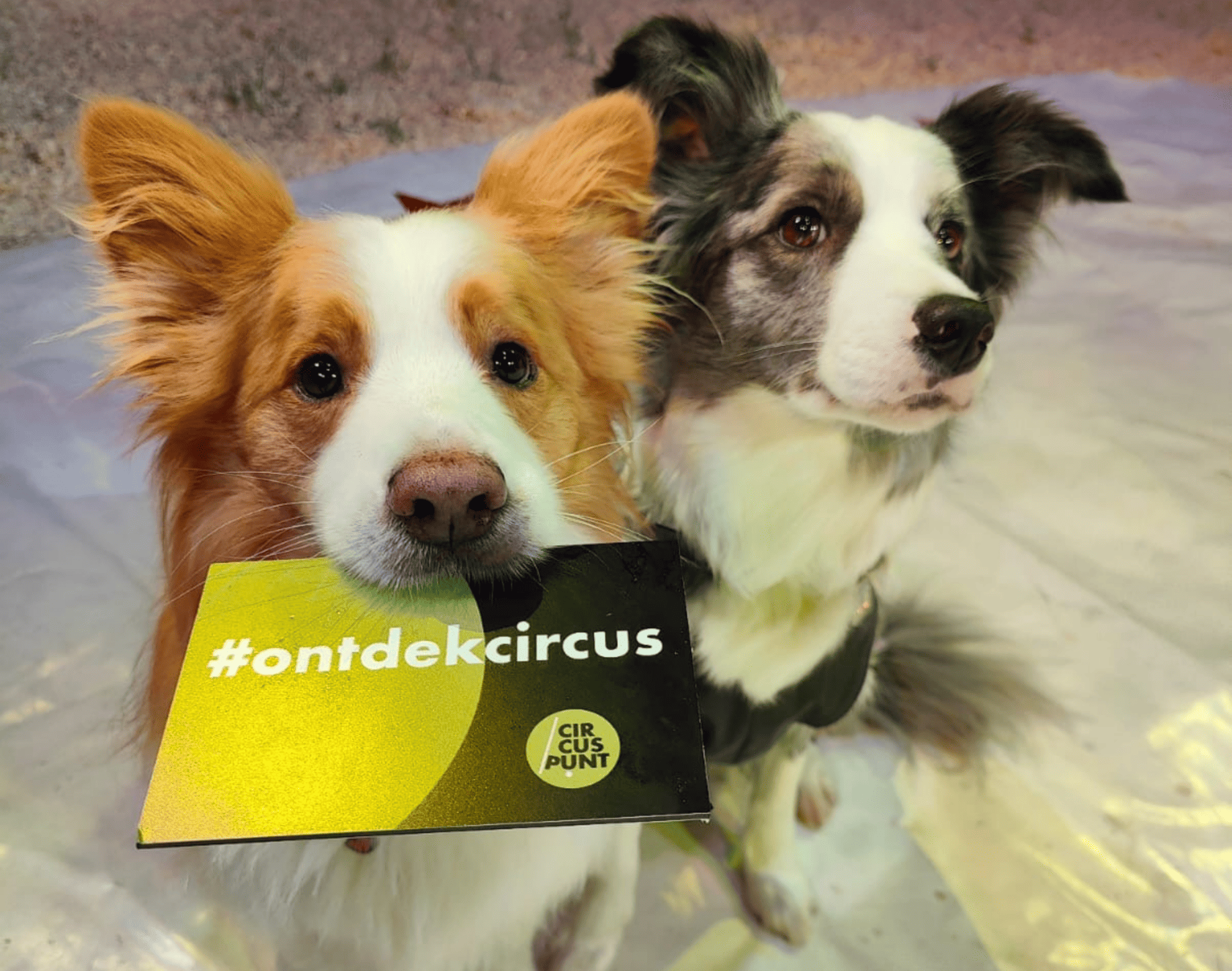 Campagne #ontdekcircus